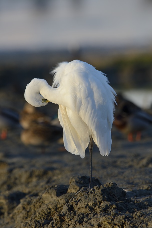 Airone bianco al crepuscolo